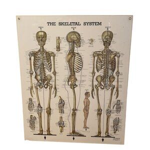 VintaPeter Bachin Anatomical Charts The Skeletal System Laminated 20 x 24 Gromet